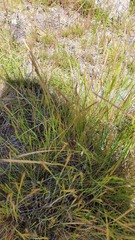 Festuca
