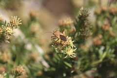 Hypselonotus interruptus