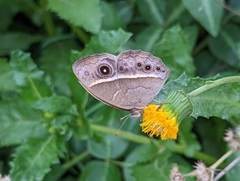 Brakefieldia perspicua