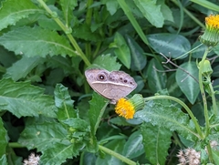 Brakefieldia perspicua