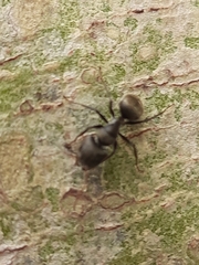 Myrmaphaenus