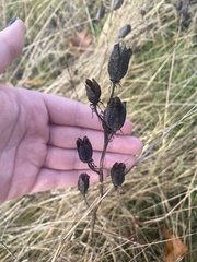 Camassia leichtlinii