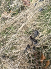 Camassia leichtlinii