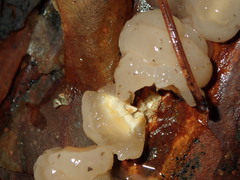 Naematelia encephala