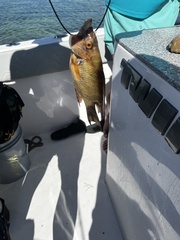 Lachnolaimus maximus