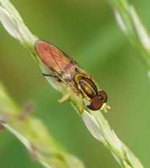 Toxomerus floralis