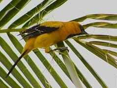 Icterus nigrogularis