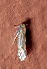 Peregrinus maidis