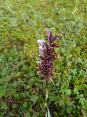 Dactylorhiza maculata