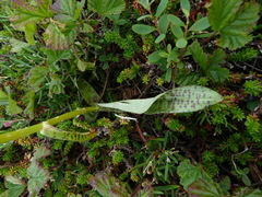Dactylorhiza maculata