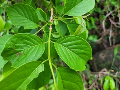 Campomanesia grandiflora