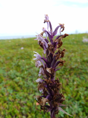 Dactylorhiza maculata