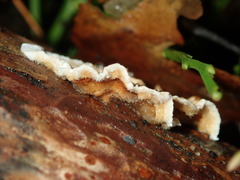 Stereum sanguinolentum