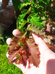 Nothofagus × leoni