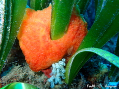 Aplidium elegans