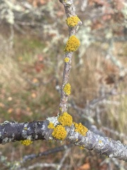 Polycauliona polycarpa