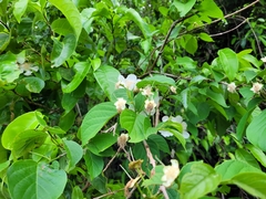 Campomanesia grandiflora