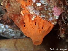 Clathrina rubra