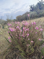 Lamourouxia dasyantha