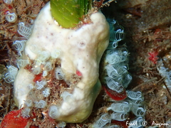 Eudistoma banyulense