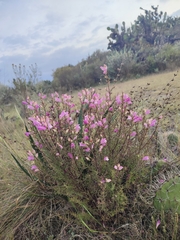 Lamourouxia dasyantha