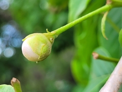 Campomanesia grandiflora