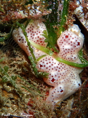 Polysyncraton lacazei