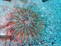 Condylactis aurantiaca