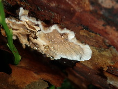 Stereum sanguinolentum