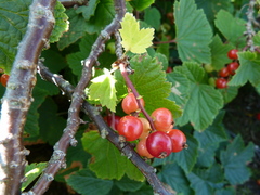 Ribes spicatum