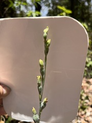 Calochilus campestris