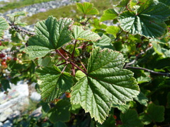 Ribes spicatum