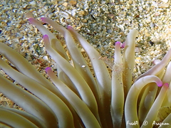 Periclimenes scriptus