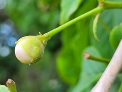 Campomanesia grandiflora