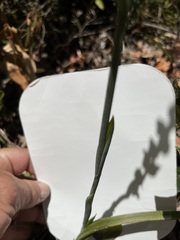 Calochilus campestris