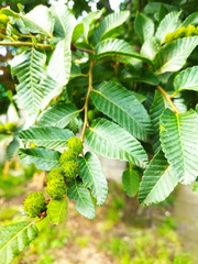 Nothofagus alpina
