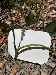 Calochilus campestris