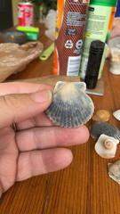 Argopecten irradians