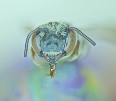 Allocoelioxys