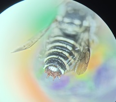 Allocoelioxys