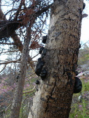 Hypoxylaceae