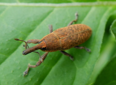 Lixus bardanae