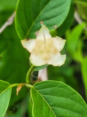 Campomanesia grandiflora