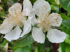 Campomanesia grandiflora
