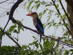 Halcyon leucocephala