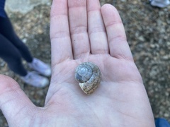 Helminthoglypta nickliniana