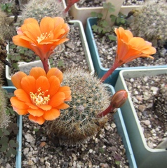 Rebutia