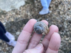 Helminthoglypta nickliniana