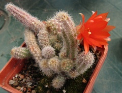 Lobivia silvestrii
