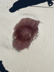 Semaeostomeae